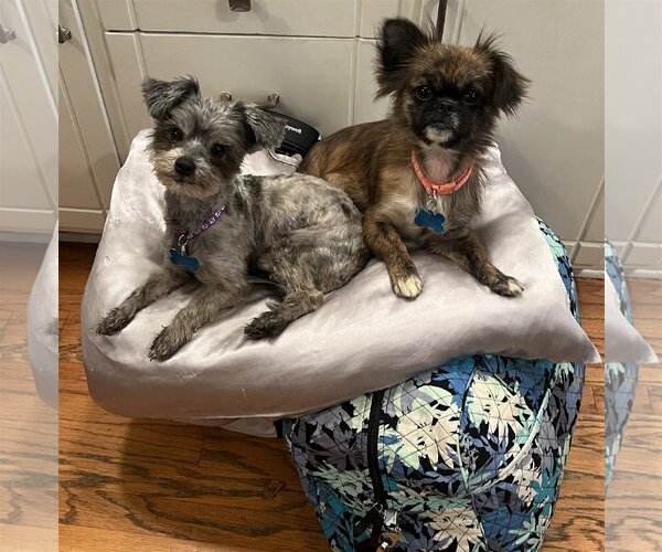 Medium Photo #2  Puppy For Sale in , 