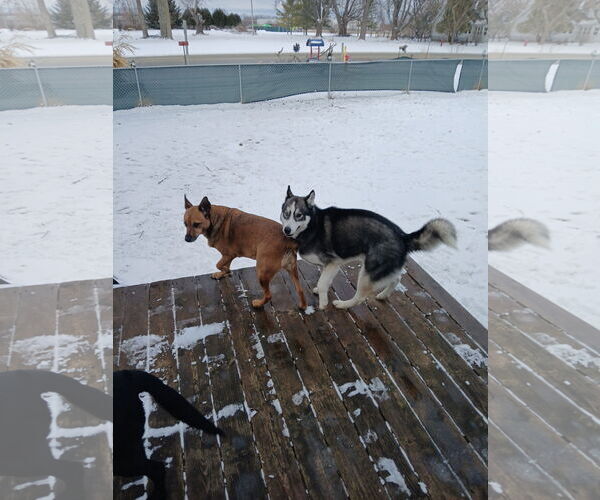 Medium Photo #2 Siberian Husky Puppy For Sale in Montello, WI, USA