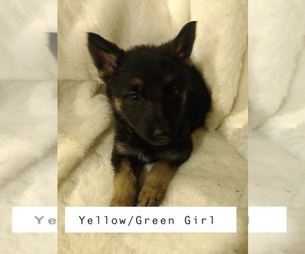 Medium Photo #2 Shepadoodle Puppy For Sale in NEW LONDON, IA, USA