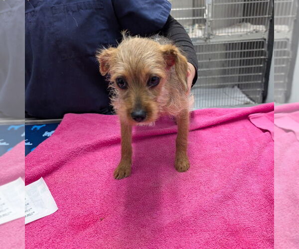 Medium Photo #1 Norfolk Terrier-Unknown Mix Puppy For Sale in Chico, CA, USA