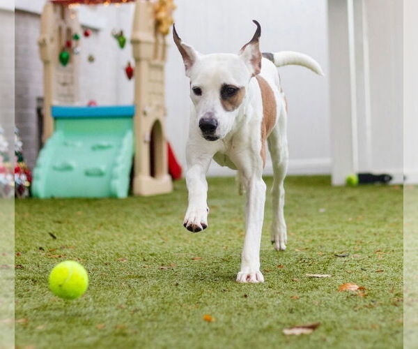 Medium Photo #3 Labrador Retriever-Unknown Mix Puppy For Sale in Canton, CT, USA
