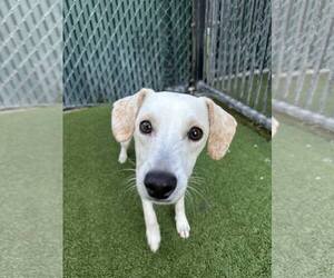 Chihuahua-Unknown Mix Dogs for adoption in Tempe , AZ, USA