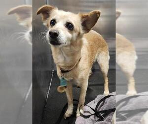 Chihuahua-Unknown Mix Dogs for adoption in San Antonio, TX, USA
