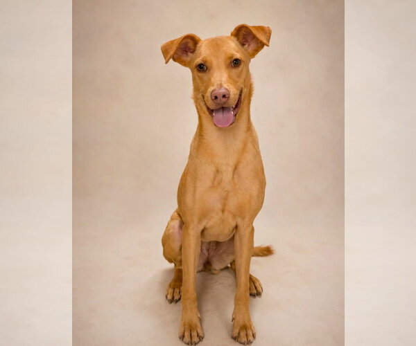 Medium Photo #4 Mutt Puppy For Sale in Canton, CT, USA