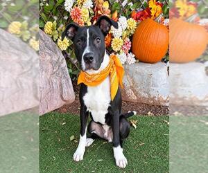 Mutt Dogs for adoption in Oklahoma City, OK, USA
