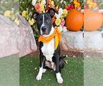 LUKE - Male Mutt Dog for Adoption - Small photo
