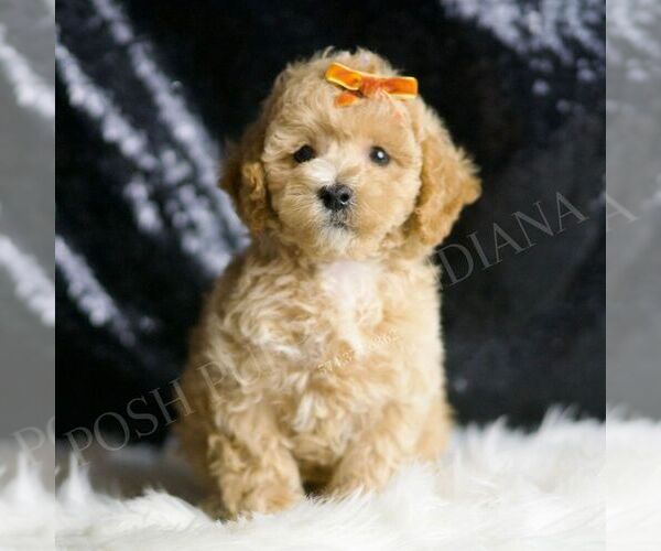 Medium Photo #5 Maltipoo Puppy For Sale in WARSAW, IN, USA