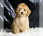 Small #4 Maltipoo