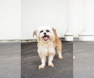 Medium Brussels Griffon Mix