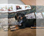 Small #1 Miniature Pinscher Mix