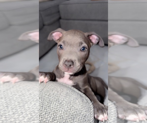 Medium Photo #1 American Bulldog Puppy For Sale in HOMEWOOD, IL, USA