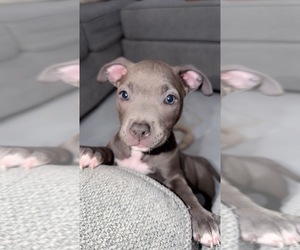 American Bulldog Puppy for sale in HOMEWOOD, IL, USA