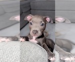 Small American Bulldog