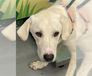 Great Pyrenees-Unknown Mix Dogs for adoption in Waco, TX, USA