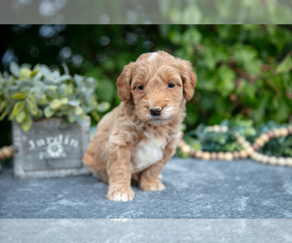 Medium Photo #10 Goldendoodle (Miniature) Puppy For Sale in WOLCOTTVILLE, IN, USA