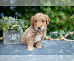 Small Photo #10 Goldendoodle (Miniature) Puppy For Sale in WOLCOTTVILLE, IN, USA