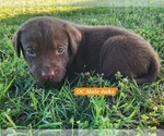 Small Photo #60 Labrador Retriever Puppy For Sale in EDGEWOOD, TX, USA