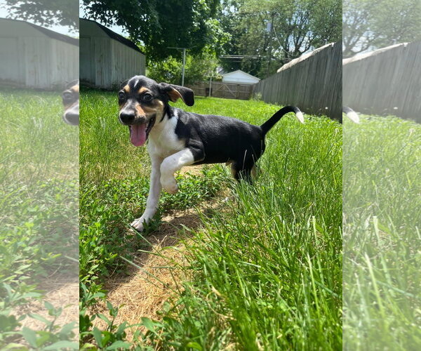 Medium Photo #38 Treeing Walker Coonhound-Unknown Mix Puppy For Sale in Germantown, OH, USA
