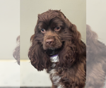 Small #3 Cocker Spaniel
