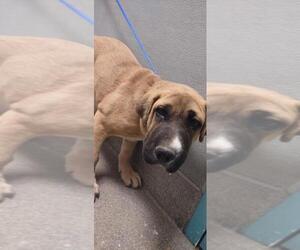 American Pit Bull Terrier-Unknown Mix Dogs for adoption in Las Vegas, NV, USA