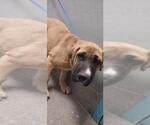 Small American Pit Bull Terrier Mix