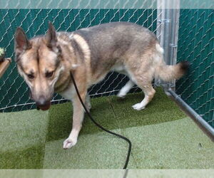 German Shepherd Dog Dogs for adoption in Downey, CA, USA