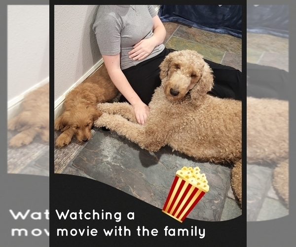 Medium Photo #7 Goldendoodle Puppy For Sale in AZLE, TX, USA