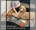 Small Photo #7 Goldendoodle Puppy For Sale in AZLE, TX, USA