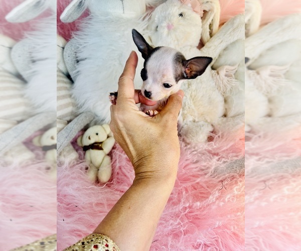 Medium Photo #19 Chihuahua Puppy For Sale in CORAL GABLES, FL, USA