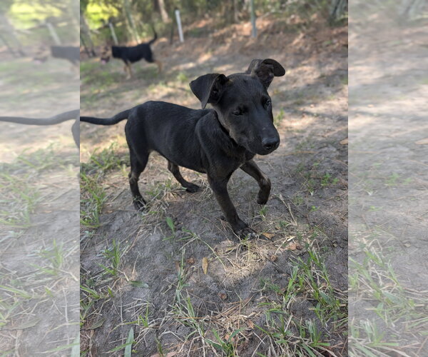 Medium Photo #3 Labrador Retriever-Unknown Mix Puppy For Sale in The Woodlands, TX, USA