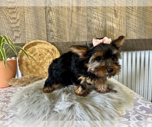 Medium Photo #5 Yorkshire Terrier Puppy For Sale in NAPPANEE, IN, USA