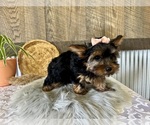 Small #4 Yorkshire Terrier