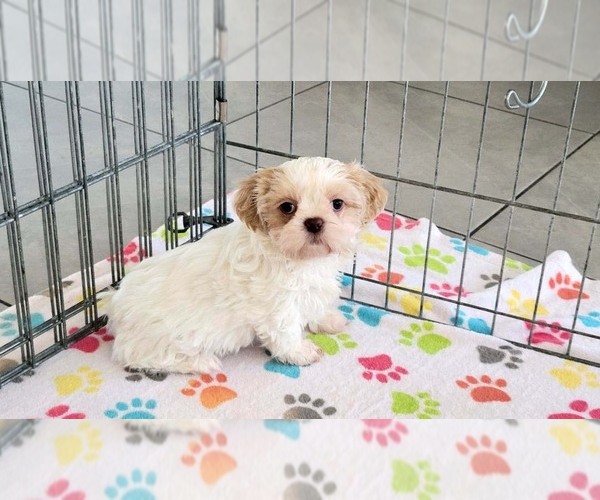 Medium Photo #1 Shih Tzu Puppy For Sale in ORO VALLEY, AZ, USA