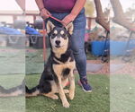 Small #2 German Shepherd Dog-Huskies  Mix