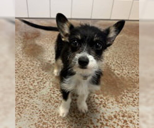 Medium Photo #1 Mutt Puppy For Sale in Salinas, CA, USA