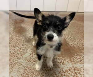 Mutt Dogs for adoption in Salinas, CA, USA