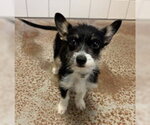 Di Giorno - Female Mutt Dog for Adoption - Small photo
