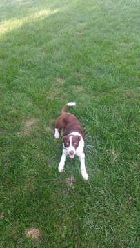 Medium Photo #1 Border Collie Puppy For Sale in MARTELL, NE, USA