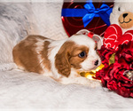 Small Photo #16 Cavalier King Charles Spaniel Puppy For Sale in WAKARUSA, IN, USA