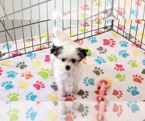 Medium Photo #13 Papitese Puppy For Sale in ORO VALLEY, AZ, USA