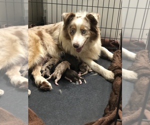 Mother of the Australian Shepherd puppies born on 10/07/2019