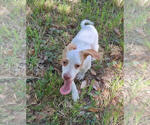 Dachshund-Unknown Mix Dogs for adoption in Missouri City, TX, USA