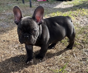 French Bulldog Puppy for sale in PORT SAINT LUCIE, FL, USA