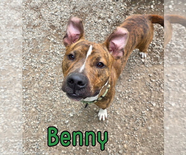 Medium Photo #2 Mutt Puppy For Sale in Port Clinton, OH, USA