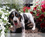 Small Photo #3 Bluetick Coonhound-English Springer Spaniel Mix Puppy For Sale in SHILOH, OH, USA
