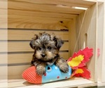Small #9 Morkie