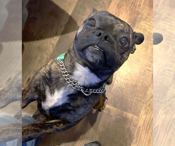 Medium Photo #2 Buggs Puppy For Sale in Boonton, NJ, USA