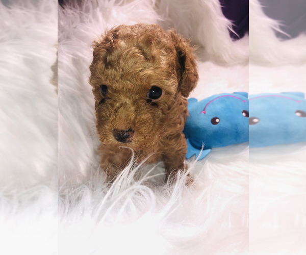 Medium Photo #30 Poodle (Toy) Puppy For Sale in CARTHAGE, MO, USA