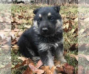 German Shepherd Dog Puppy for sale in ROLLA, MO, USA