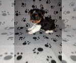 Small #6 Biewer Yorkie